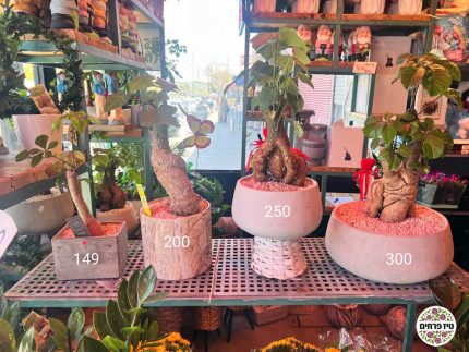 עץ אהבה מגוון גדלים טיז חנות פרחים באר שבע