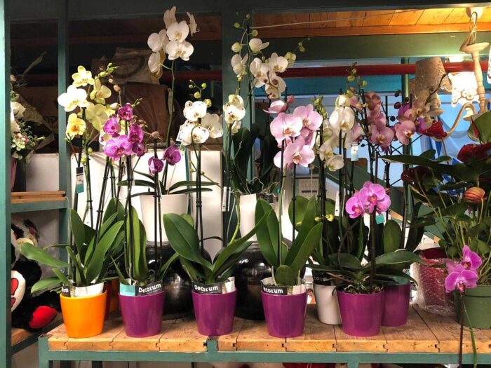 ⁦סחלב עמוד 1 + בלון⁩ – תמונה ⁦2⁩