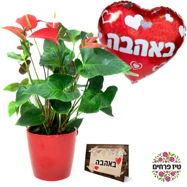 מבצע אהבה עציץ אנטוריום בלון וכרטיס ברכה טיז חנות פרחים באר שבע