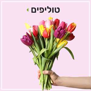 טוליפים בטיז פרחים באר שבע